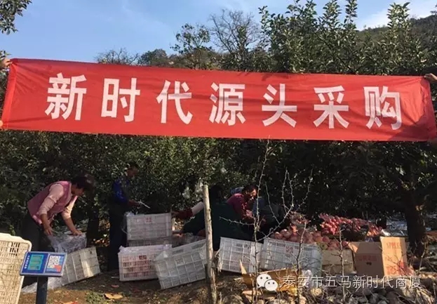 【五馬店產(chǎn)地直采】美味可口的沂源富士等您選！