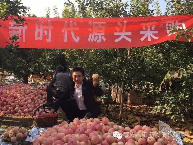【五馬店產(chǎn)地直采】美味可口的沂源富士等您選！